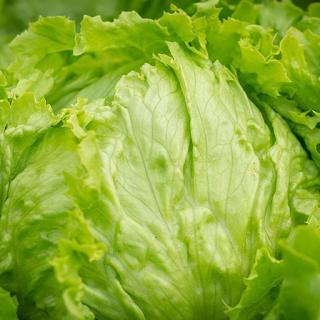 Eisbergsalat
